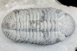 Drotops Trilobite With White Patina - Killer Specimen #146599-2